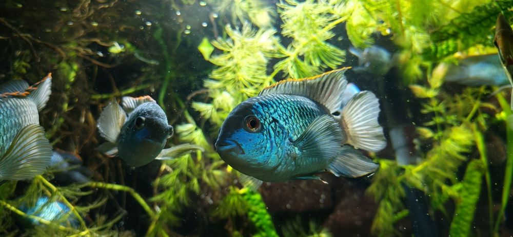 Peste Electric Blue Acara