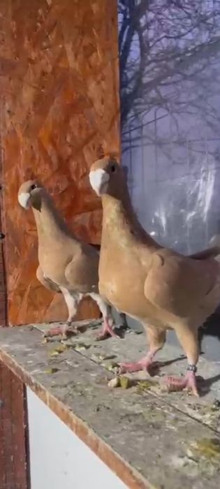 Porumbei voiajori germani