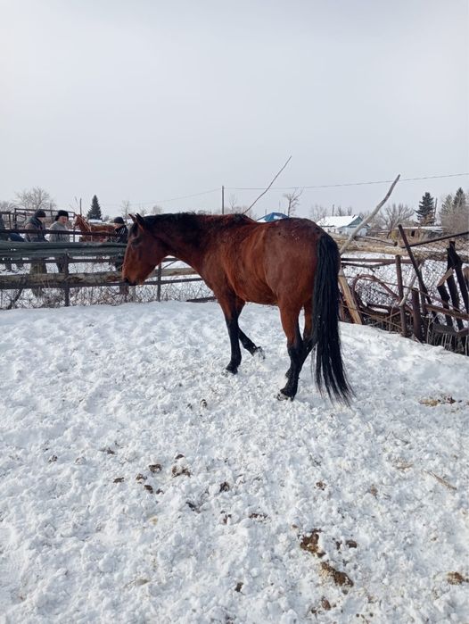 Продается жеребец