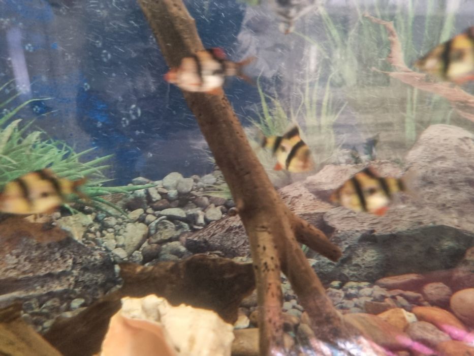 Рыбка барбус тернеция