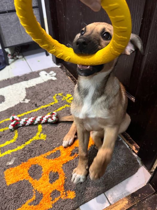 Собака  девочка щенок бесплатно даром