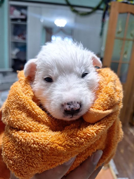 Отдам щенков в добрые руки