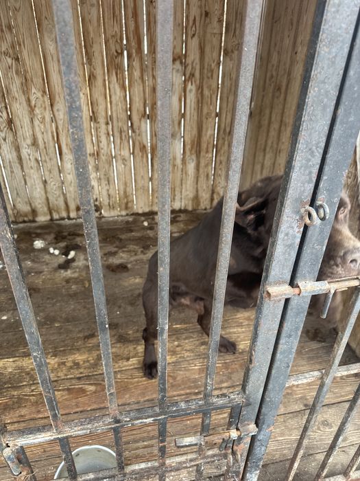 Лабродор с документами