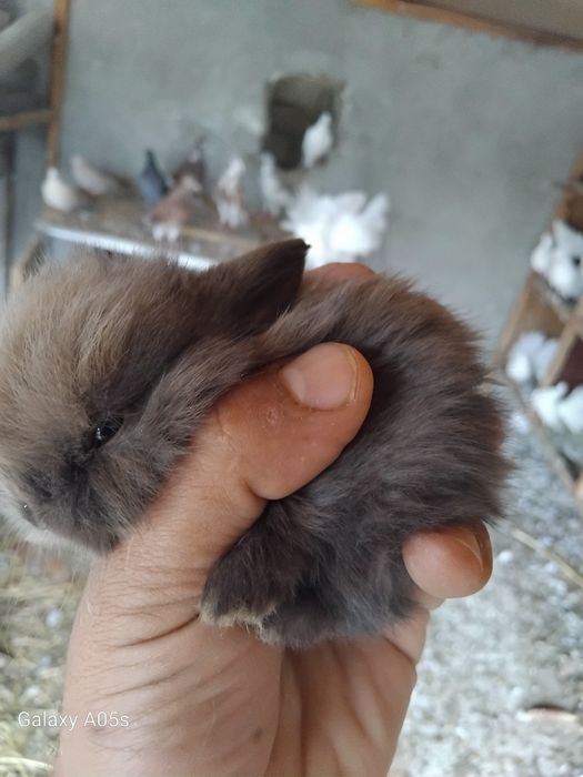 Декоративни зайчета