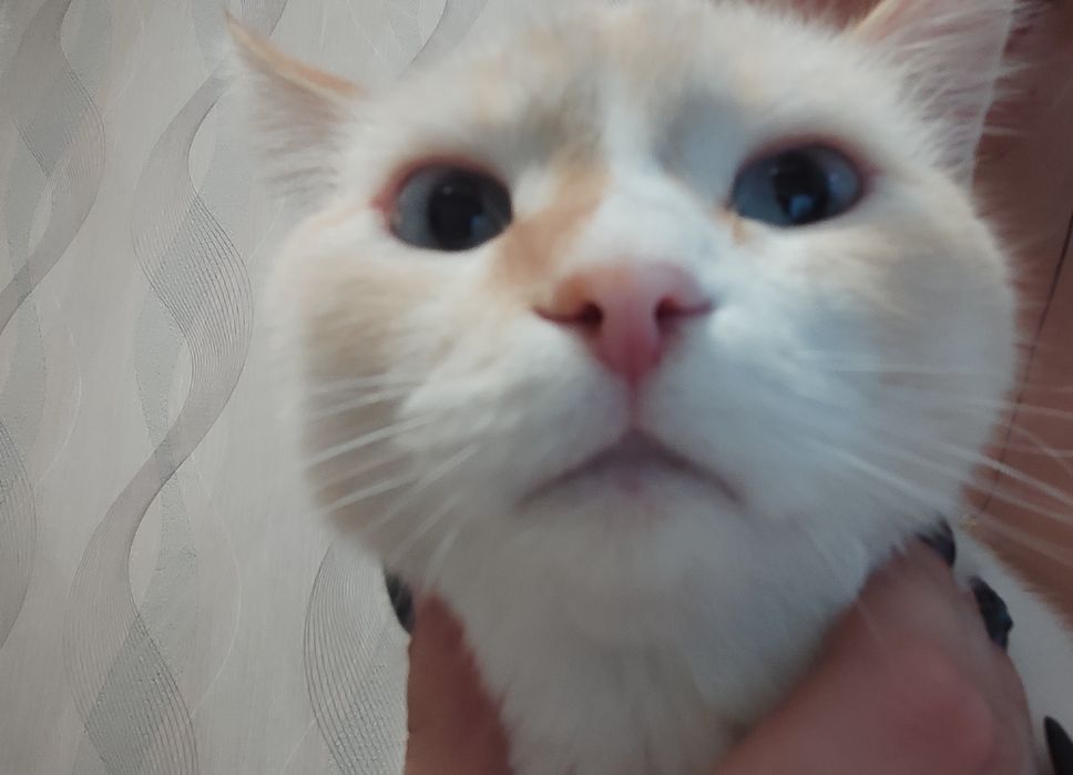 Кот в добрые руки