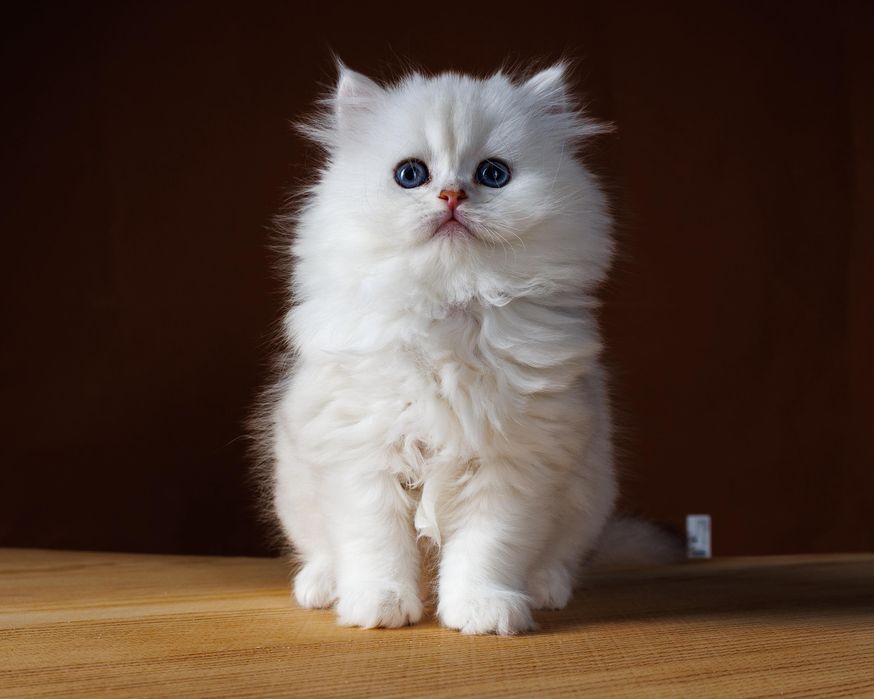 Длиношерстные серебро котята
