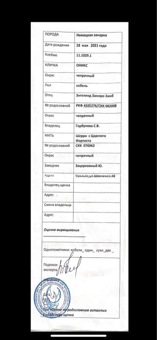 Немецкая овчарка