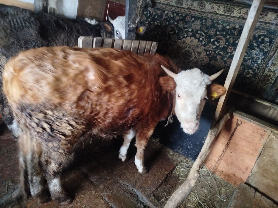 Еркек баспак сатылады