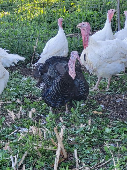 Curcani de țară 15 kg