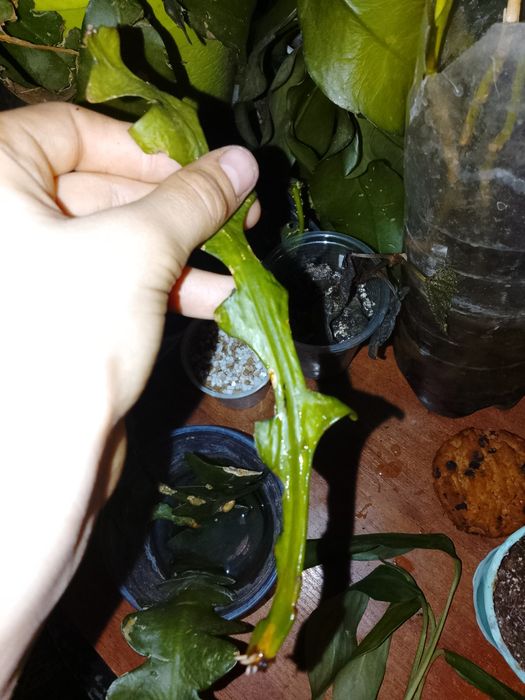 Цветочки Эпифиулум