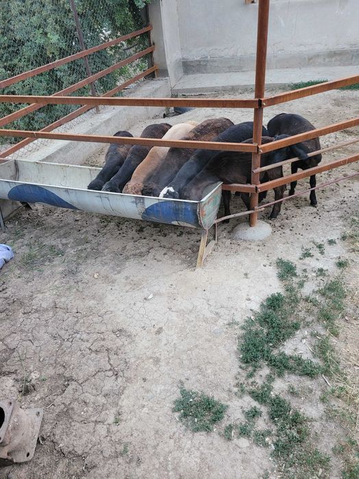 Зерно. Отход   пшеница. Чорва. Мол. Куйга