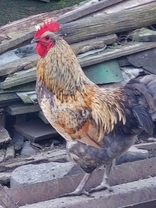 Vând ouă pentru incubat