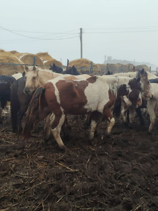 Сатылым, Продантся