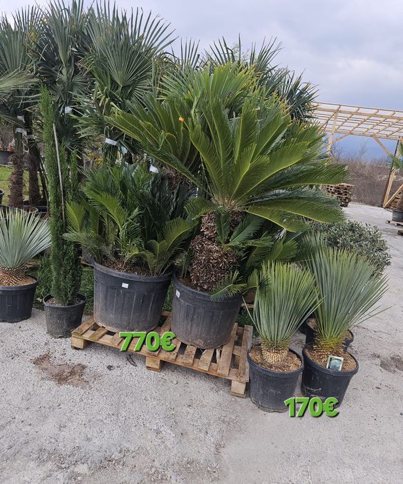 Палми и Декорация за вашата страхотна градина