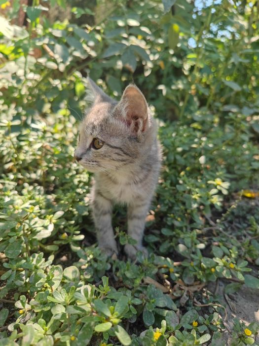 Отдам в добрые руки