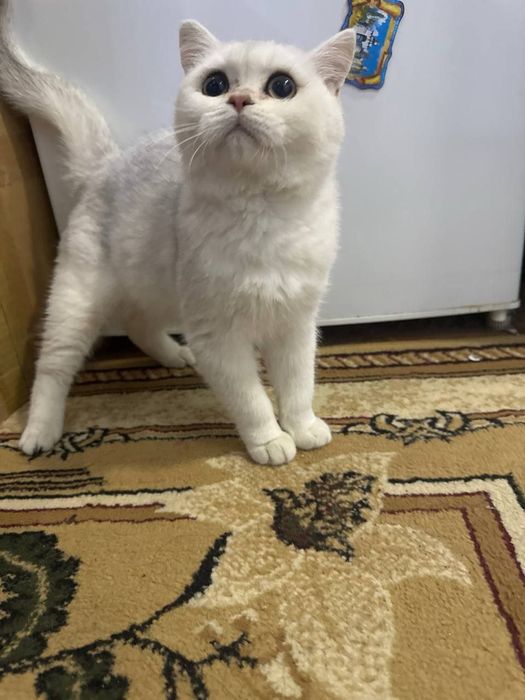 Кот на вязку порода:шиншилла чистая порода.