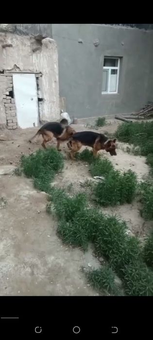 Немецкий овчарка нокисте