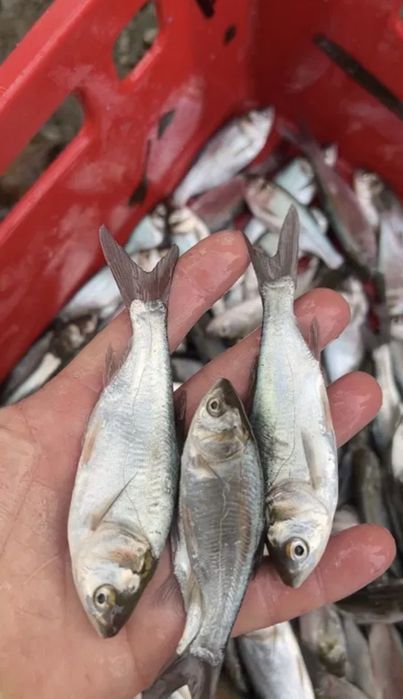 Puiet peste: ,somn,crap,amur,fitofag,novac,sanger,LIN