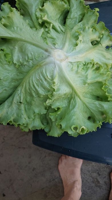 Salata verde creată