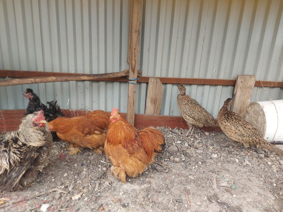 Кохенхин палевый пара