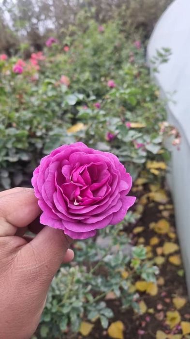 Штамповий розы саженцы