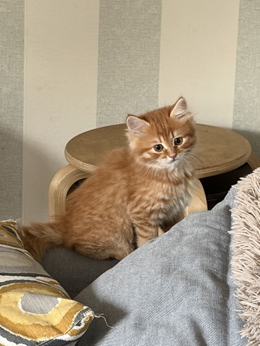 Рыжий котенок девочка