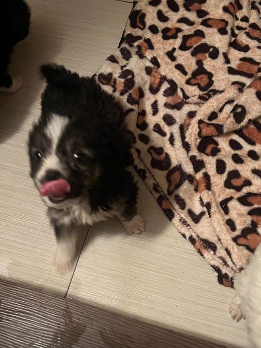 Puiut catel 5 saptamani