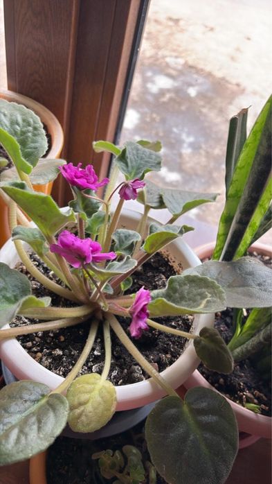 Комнатные цветы