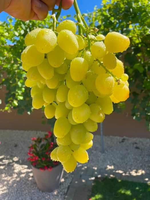 Vita de vie de masă la ghiveci anul 3