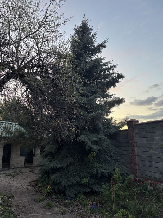 Продаю Елки по цене договоримся