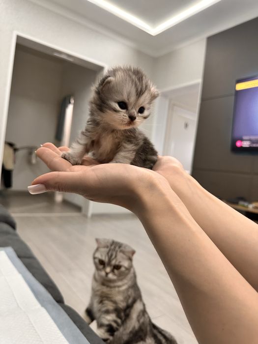 Шотландские котята