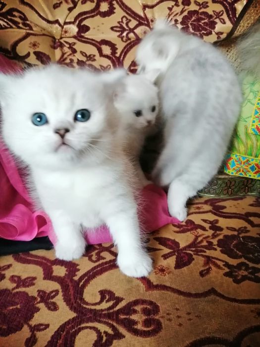 Продам котят шатланских прямоухие