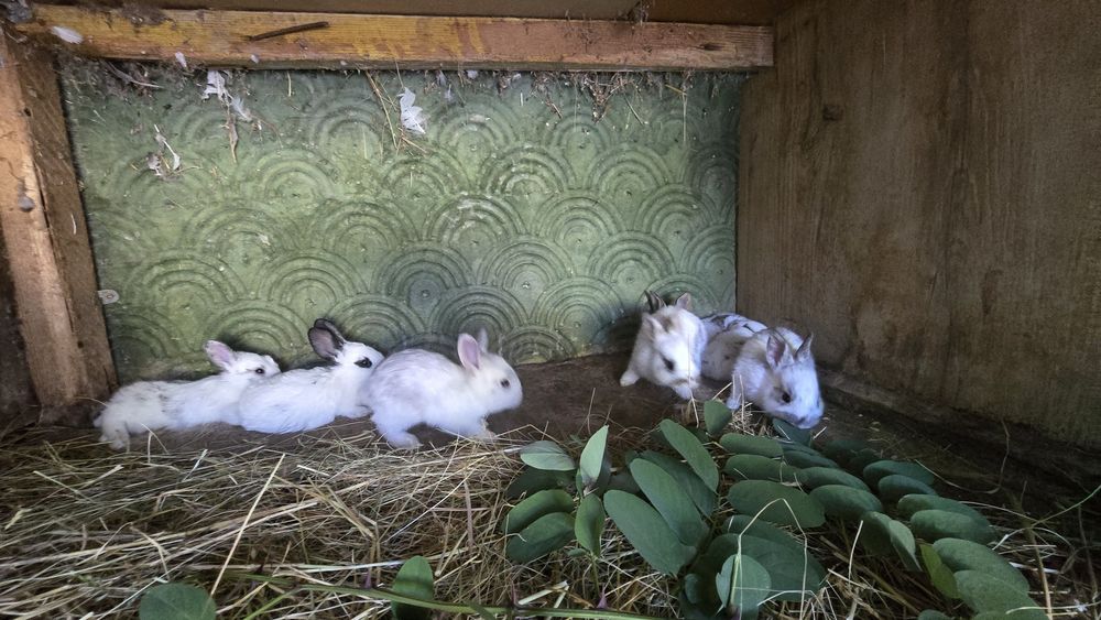Vând iepuri rex vaccinați