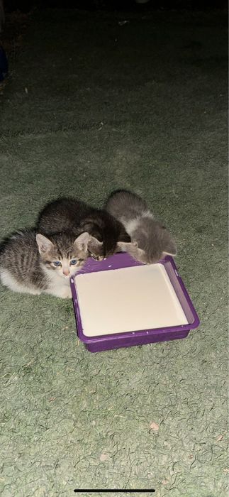 Котята в добрые руки!