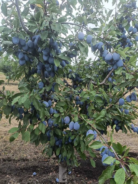 Vand prune pentru TUICA !!!