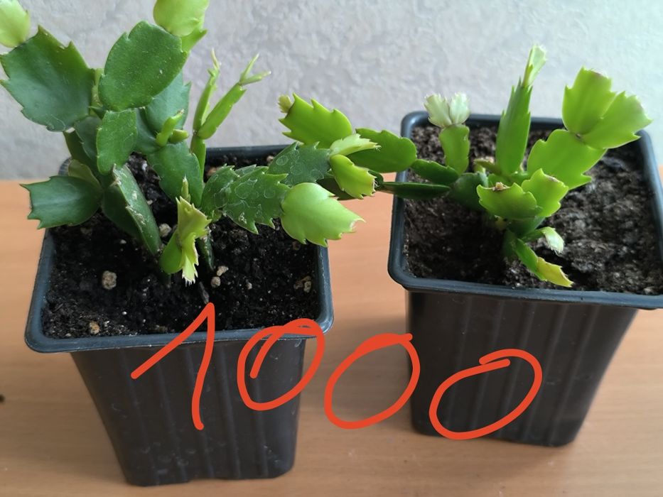 Продам комнатные цветы