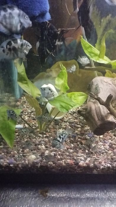 Продается сапфировый попугай Панда оптом.