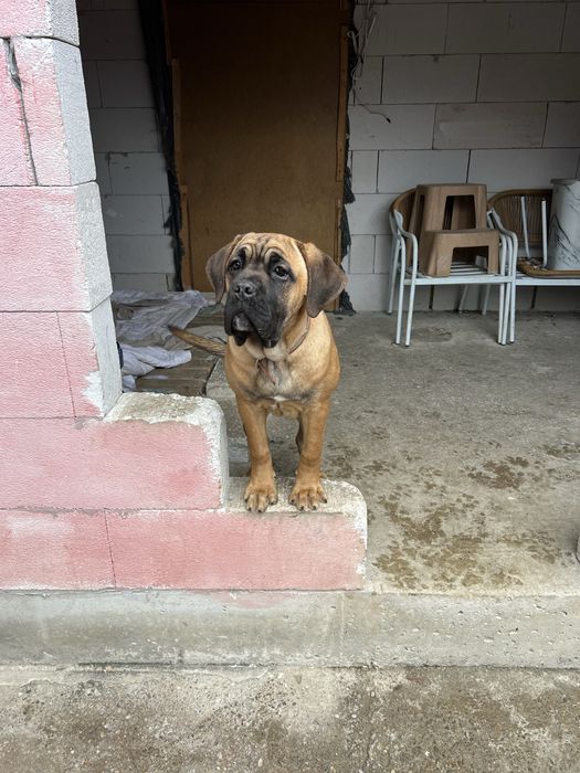 Кане Корсо.