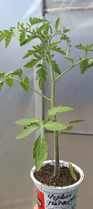 Продавам разсад домати