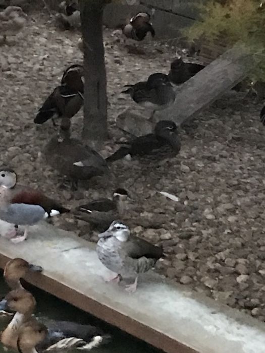 Rate exotice de vanzare