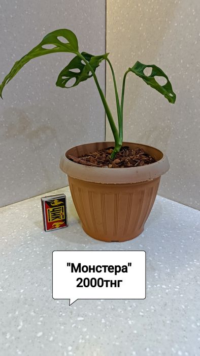 Цветы комнатные в горшках