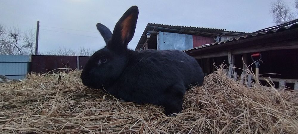 Продам крола чёрного цвета