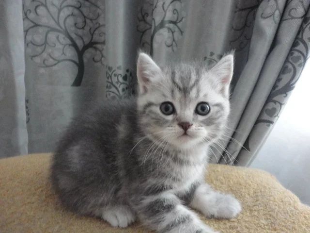 Шикарные шотландские котята