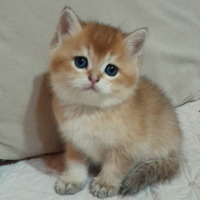 Шикарный чистокровный мальчик,британская золотая шиншилла. ,