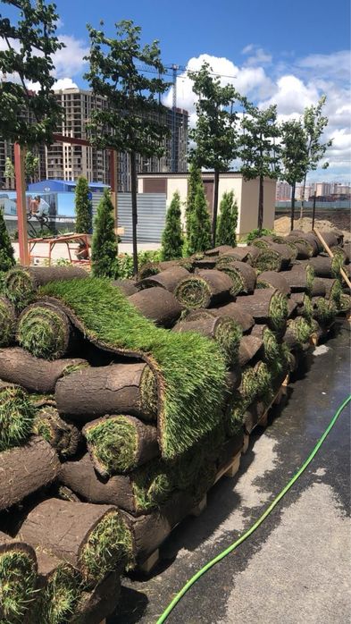 Рулонный газон / посевной газон под ключ