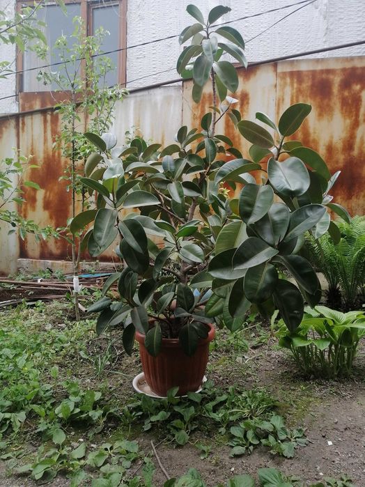 Фикус цветы. Цветы в горшке