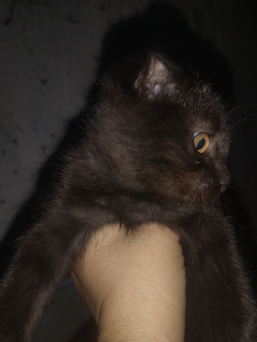 Котята девочки вислоухие.