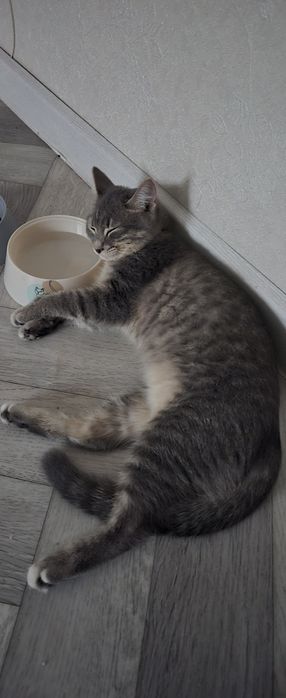 Кошку в добрые руки