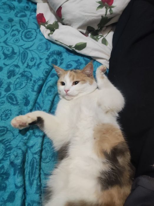 Отдам котенка 1 годик