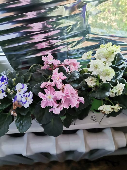 Домашние цветы фиалки